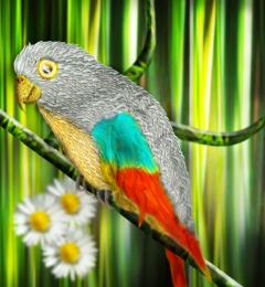 Daisy Parrot